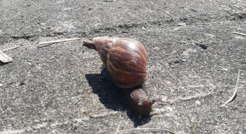caracol