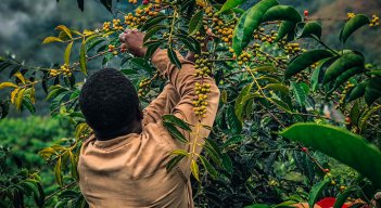 En Norte de Santander hay unas 23.000 hectáreas cultivadas de café, en 36 de los 40 municipios. / Foto Cortesía
