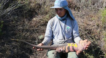 Científicos hallan por primera vez crías de iguana rosada en Galápagos./Foto: AFP