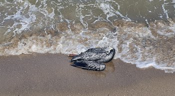 Venezuela declara alerta sanitaria por gripe aviar en pelícanos./Foto: AFP