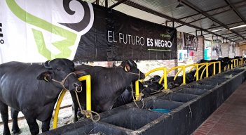 Este 2023 Venezuela exportará búfalos a mercados asiáticos y europeos. Foto Anggy Polanco / La Opinión 