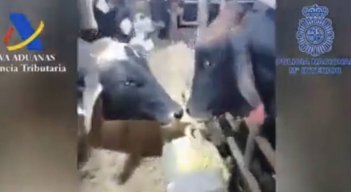 Vacas