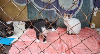 A la colonia de gatos de la Unidad Vecinal cada día llegan más animales abandonados. /Foto: Anggy Polanco
