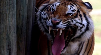 Capturado un tigre que atacó a agricultores en Indonesia./Foto: AFP