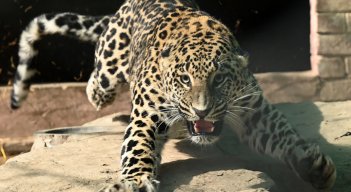 Un leopardo mascota siembra pánico en barrio de la capital de Pakistán