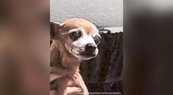Imputan a falso veterinario que ahorcó a mascota que iba por una eutanasia