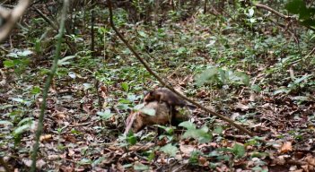Las zarigüeyas fueron liberadas junto con sus crías. / Foto: Cortesía / La Opinión 