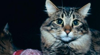 gatos