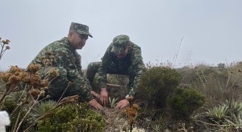 Soldados siembran frailejón en zona de páramo