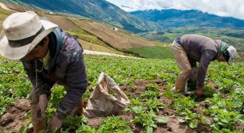 Los productores de la región deberán solicitar su póliza. /Foto Archivo