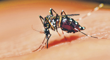 Las autoridades ya iniciaron actividades para frenar la reproducción del mosquito.