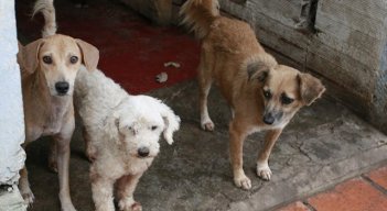 Centro de Bienestar Animal para Cúcuta no ha sido reglamentado