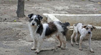 Si detecta algún animal silvestre en problemas, comuníquese con Corponor a la línea 5828484.