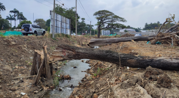 Seis árboles fueron talados sin permiso por una constructora en un lote en Villa del Rosario.