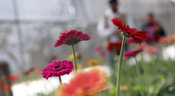 Una variedad de colores se apoderá de los cultivos. 