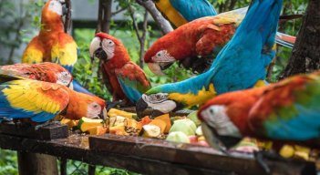 Guacamayas se alimentan en el Centro de Atención y Valoración de Corponor en El Zulia/Foto cortesía
