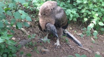 Condor