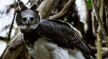 águila-arpia.