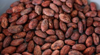 Cacao