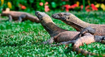 Científicos creen que estás características en los dientes pudo haber existido en dinosaurios carnívoros.