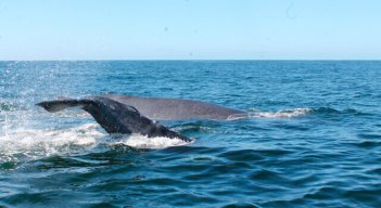 Ballenas. 