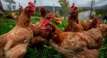 Gallinas