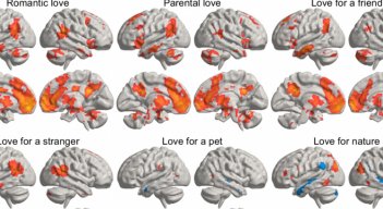 La imagen representa una media estadística de cómo los distintos tipos de amor iluminan diferentes regiones del cerebro.