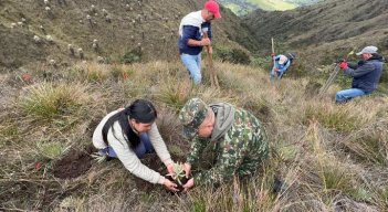 En una vereda del municipio de Mutiscua, en zona del páramo Santurbán, fueron sembrados los frailejones/Foto cortesía