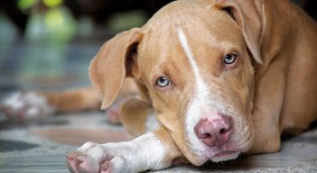 Para un gato o un perro de raza mediana-grande, los implementos del grooming van desde los $42.000. / Foto Archivo