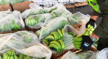 ¡Fruta prohibida! Policía incautó 591 kilos de cocaína camuflados entre bananos en Santa Marta