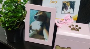 Perrita murió a causa de médico farsante