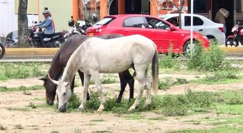 Habrá mano dura sobre los propietarios de semovientes callejeros en Ocaña./ Foto: Cortesía