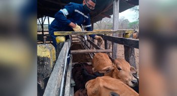 En Norte de Santander se desarrollará la campaña de salud animal./ Foto Archivo