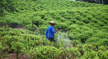 Las hectáreas de cultivos de coca en 2023 fueron de 253.000. /  Foto: Archivo / La Opinión