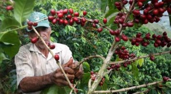 El café colombiano