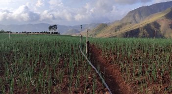 Serán ocho variedades de cebolla las que estarán bajo análisis climático y comercial. / Foto: Archivo / La Opinión