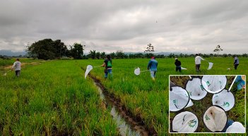 Cultivos de arroz. / Foto Cortesía