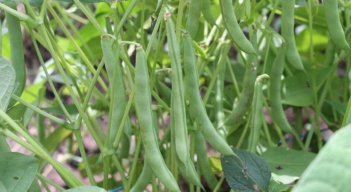 Cultivo de frijol. / Foto: Cortesía / La Opinión 