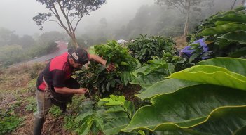 Productores de café. / Foto La Opinión