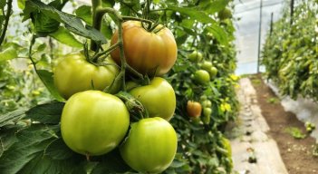Producción de tomate inteligente. / Foto: Cortesía / La Opinión 