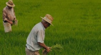 Paro de arroceros. 