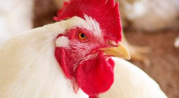 Pollo colombiano
