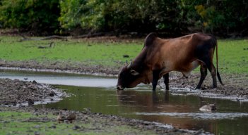 Toro