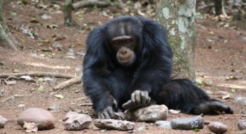 Chimpances