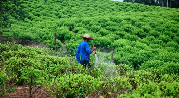 Cultivos de coca. / Foto Archivo