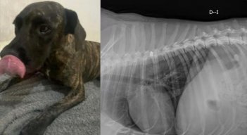Perro herido. 