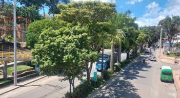 Debido a los cruces especiales se adelantará la tala de árboles en la avenida Francisco Fernández de Contreras.