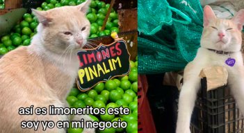 Limón el gato