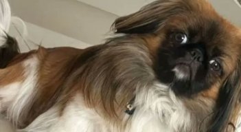 PERRO MAXI. 