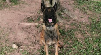 PERRO SANSÓN. 